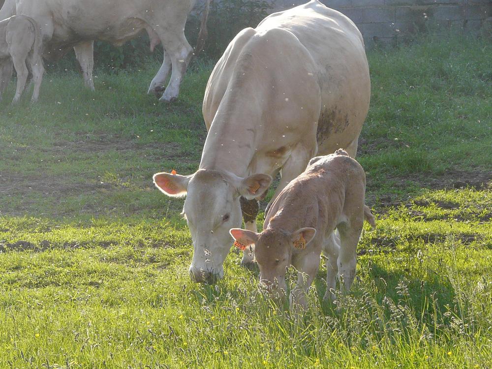 Vache et veau broutant dans un champ