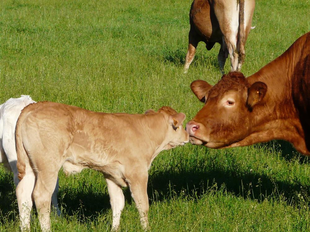 Vache et veau dans un champ