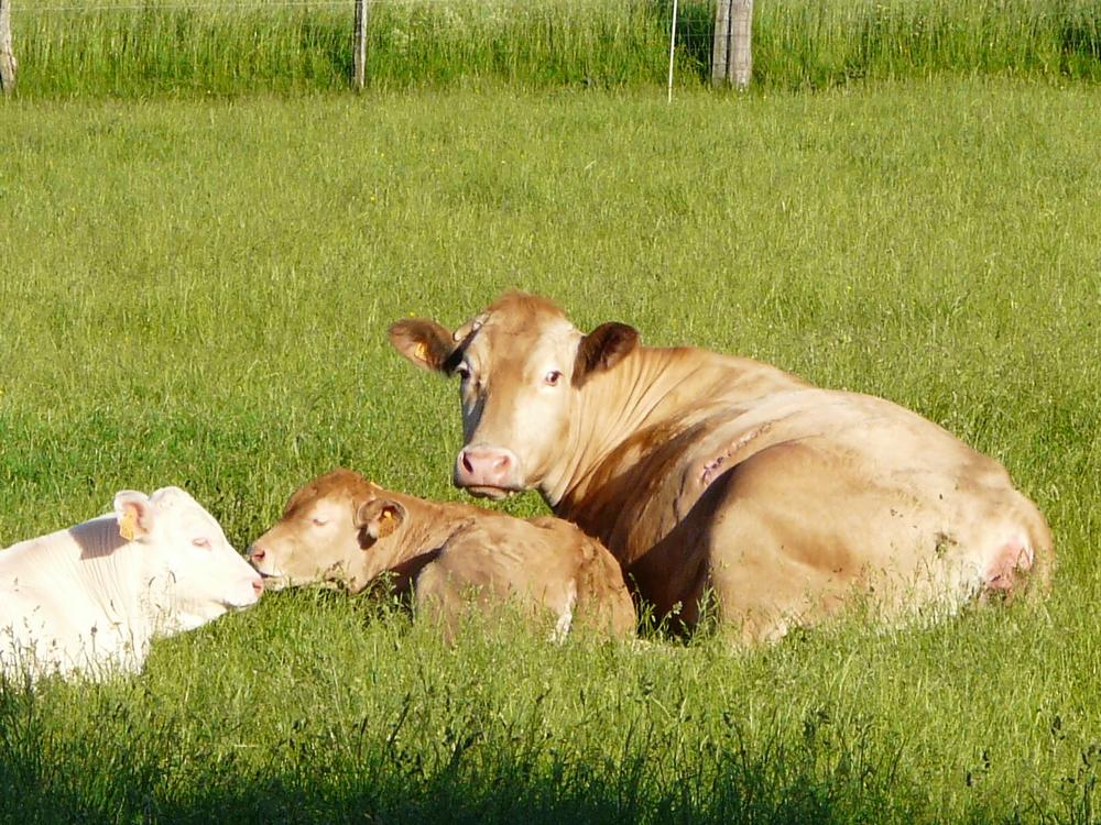 Vaches allongées dans un pré vert