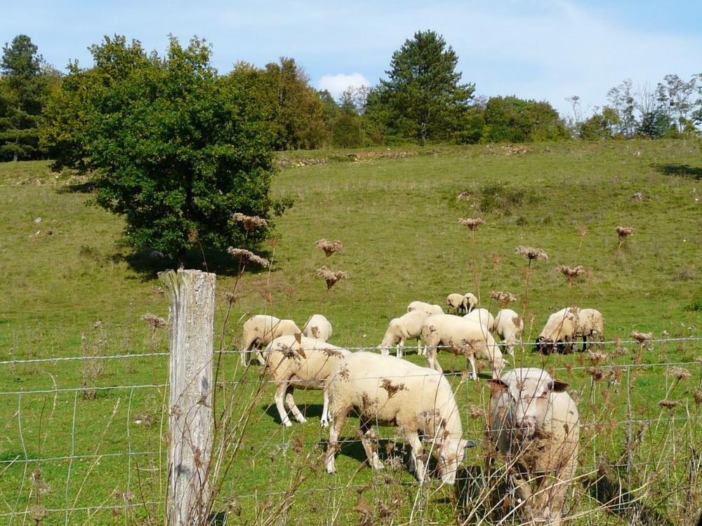 Troupeau de moutons dans un pré
