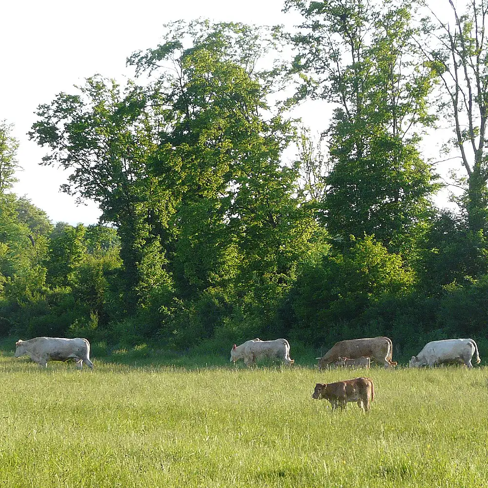 Vaches pâturant dans un pré verdoyant